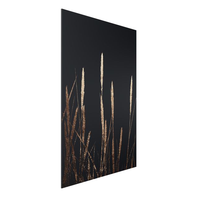 Alu dibond Graphical Plant World - Golden Reed