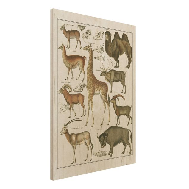 Print on wood - Vintage Board Giraffe, Camel And IIama