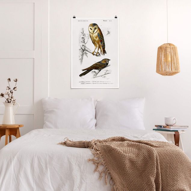 Poster - Vintage Board Owl And Swallow