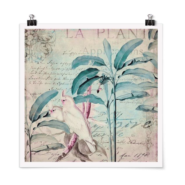 Poster - Colonial Style Collage - Cockatoos And Palm Trees
