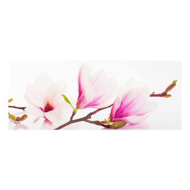 Splashback - Delicate Magnolia Branch