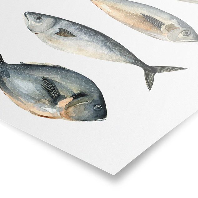 Poster - Four Fish In Watercolour I