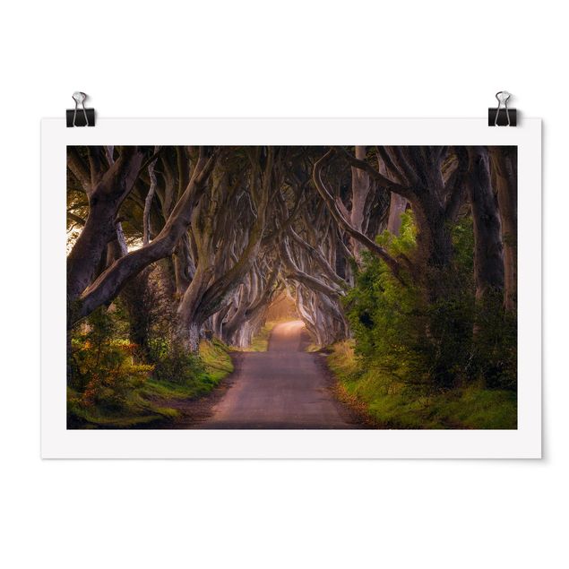 Poster - Tunnel Of Trees