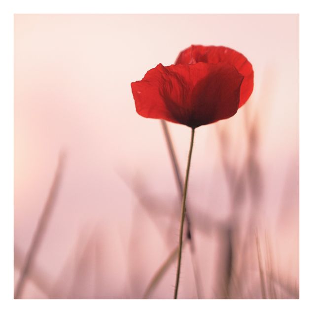 Splashback - Poppy Flower In Twilight - Square 1:1