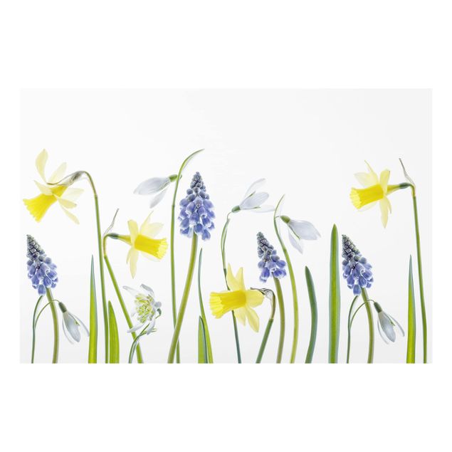 Splashback - Spring Flowers