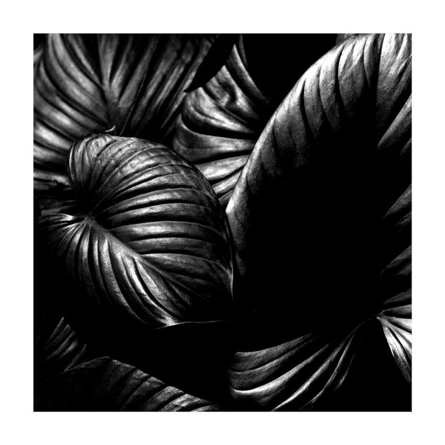 black and white area rug Black And White Botany Hosta