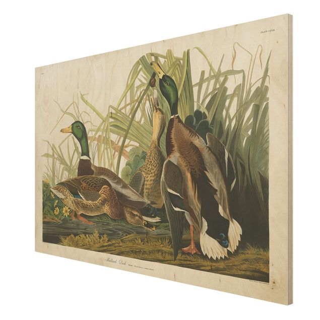 Print on wood - Vintage Teaching Pochard