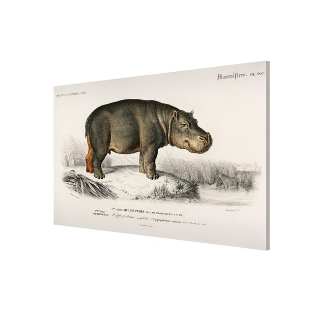 Magnetic memo board - Vintage Board Hippo