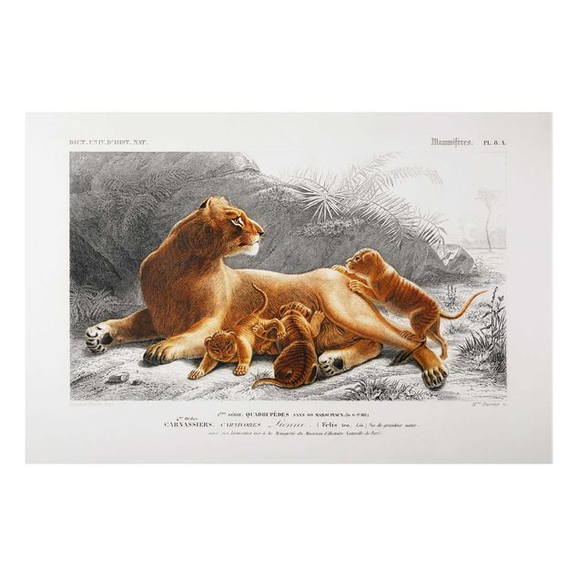 Print on aluminium - Vintage Board Lioness And Lion Cubs