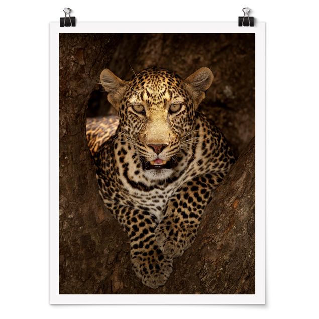 Poster - Leopard Resting On A Tree