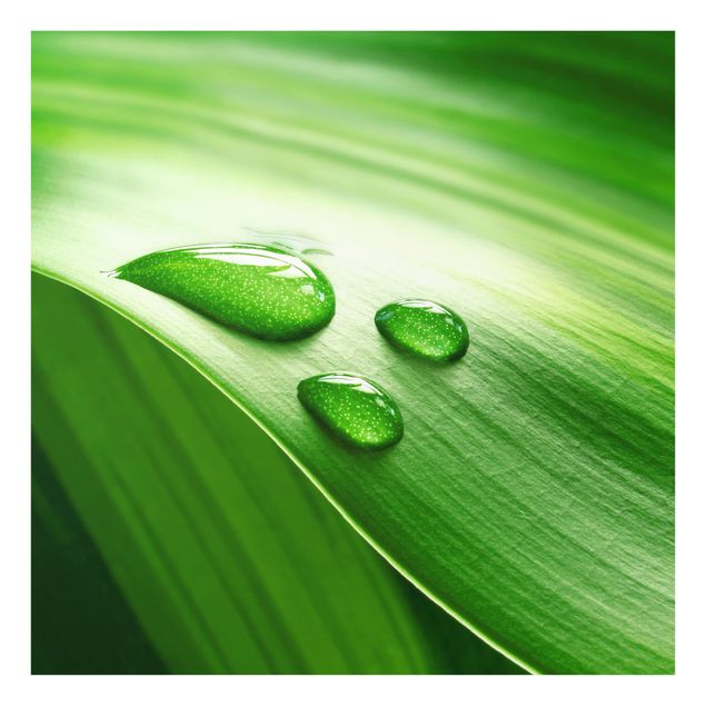 Glass Splashback - Banana Leaf With Drops - Square 1:1
