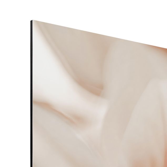 Print on aluminium - Delicate Magnolia Flowers In An Interplay Of Light And Shadows