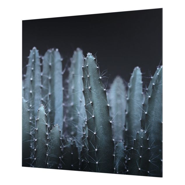 Splashback - Desert Cactus At Night - Square 1:1
