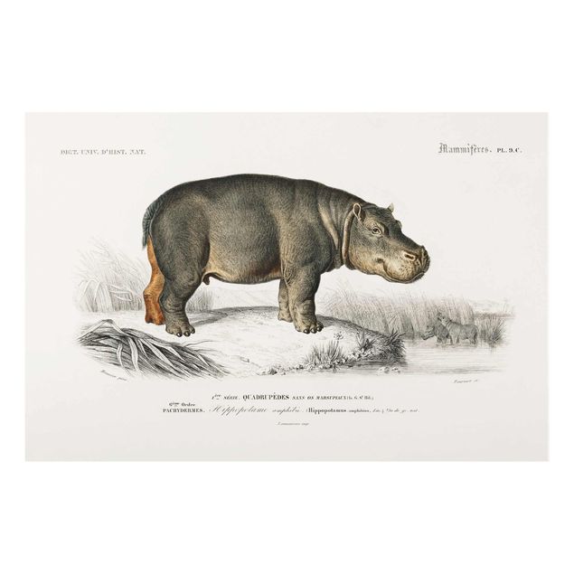 Glass print - Vintage Board Hippo