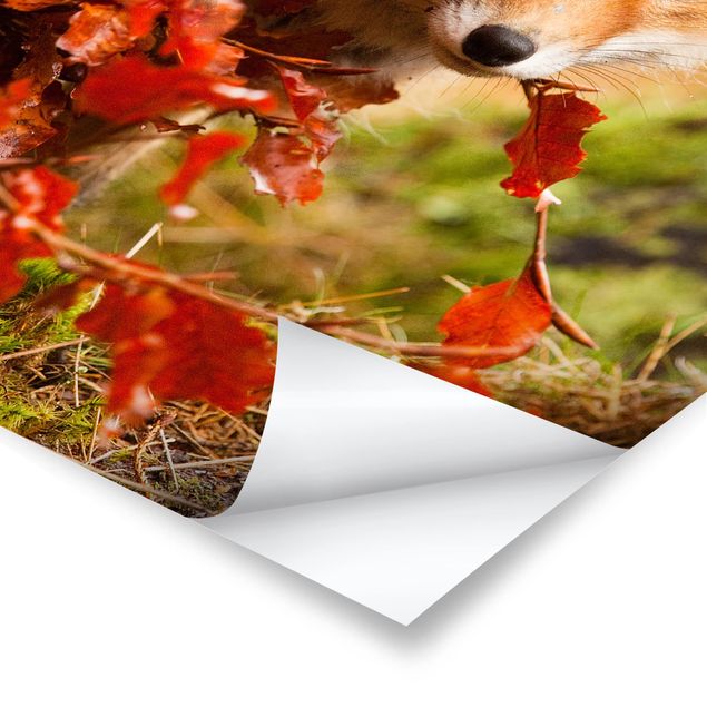Poster animals - Fox In Autumn
