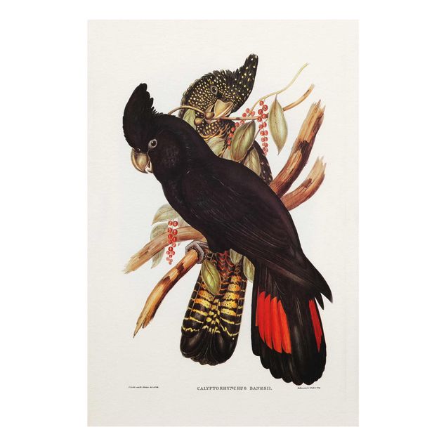 Glass print - Vintage Illustration Black Cockatoo Black Gold
