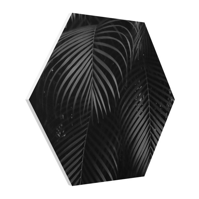 Hexagon Picture Forex - Black Palm Fronds