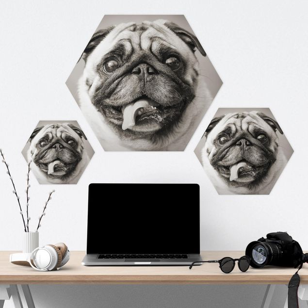 Forex hexagon - Funny Pug