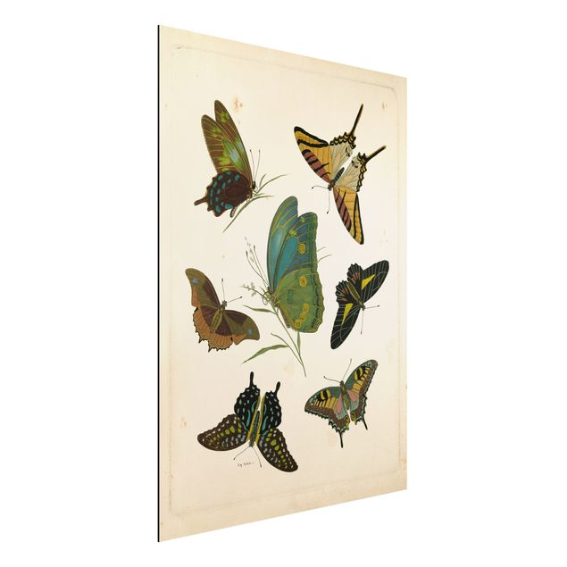 Dibond Vintage Illustration Exotic Butterflies