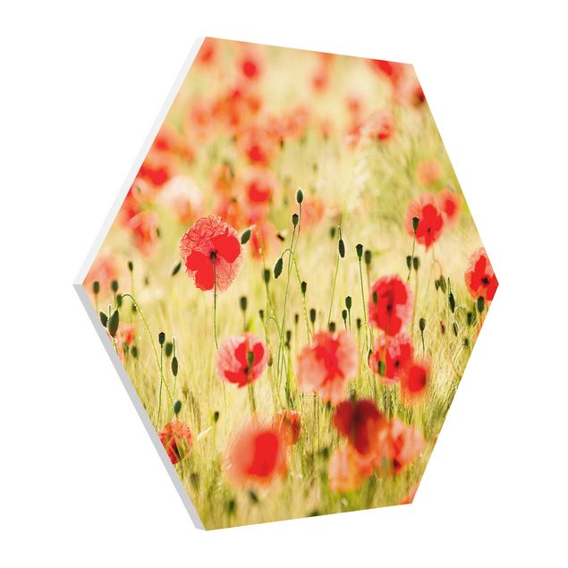 Forex hexagon - Summer Poppies