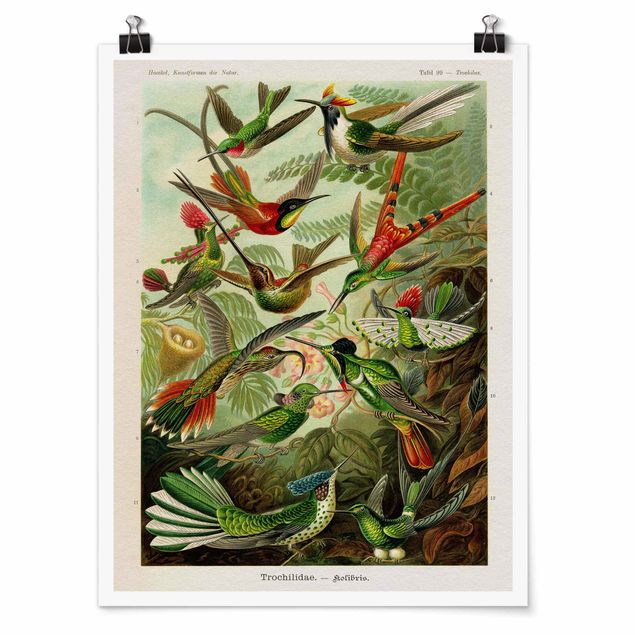 Poster - Vintage Board Hummingbirds