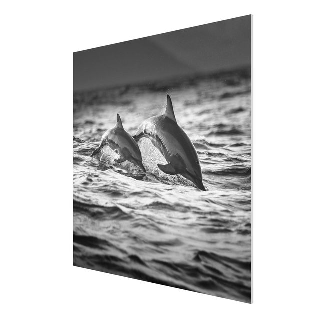 Forex print - Two Jumping Dolphins