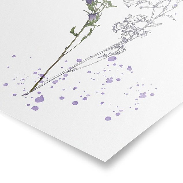 Poster - Botanical Watercolour - Bellflower