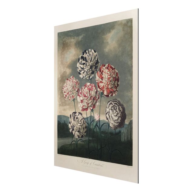 Print on aluminium - Botany Vintage Illustration Blue And Red Carnations