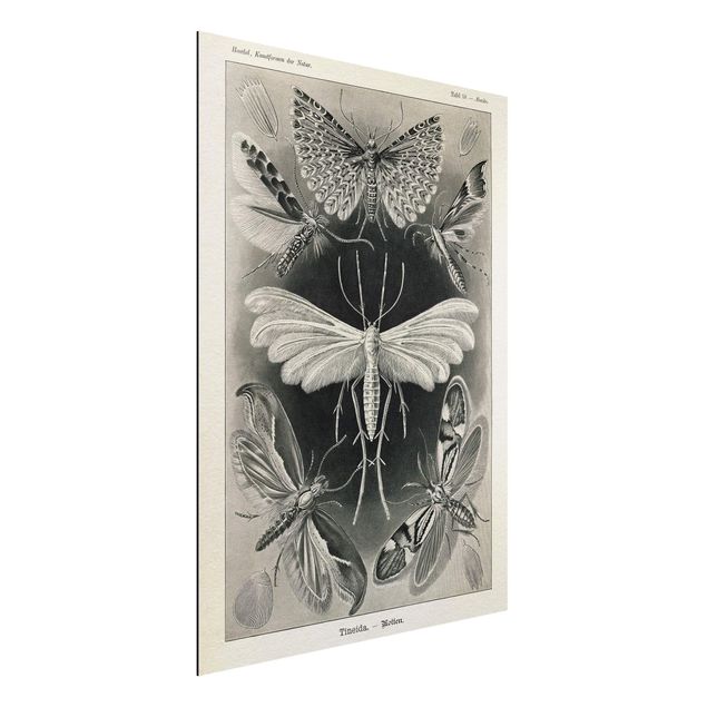 Aluminium dibond Vintage Board Moths And Butterflies
