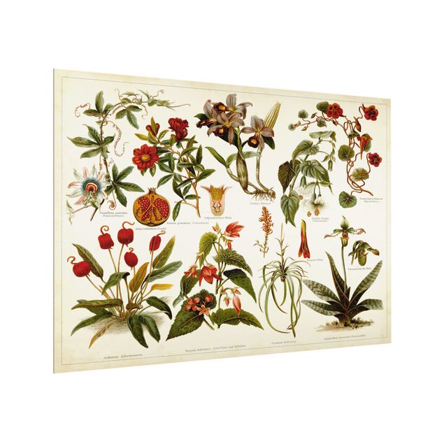 Glass splashbacks Vintage Board Tropical Botany II