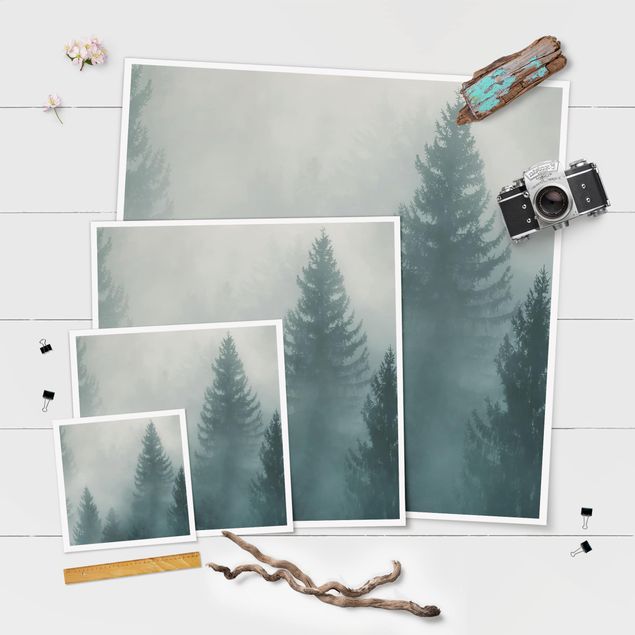 Poster - Coniferous Forest In Fog