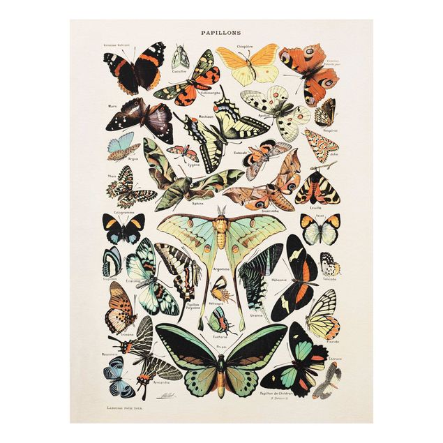 Print on forex - Vintage Board Butterflies And Moths