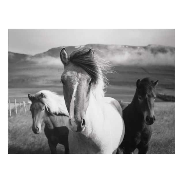 Print on aluminium - Wild Horses Black And White