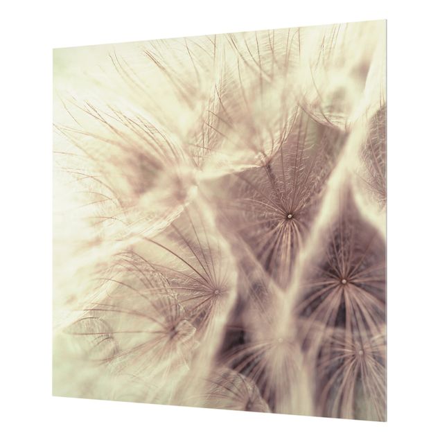 Glass Splashback - Detailed Dandelion Macro Shot With Vintage Blur Effect - Square 1:1