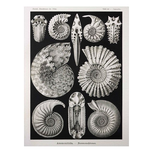 Print on aluminium - Vintage Board Fossils Black And White