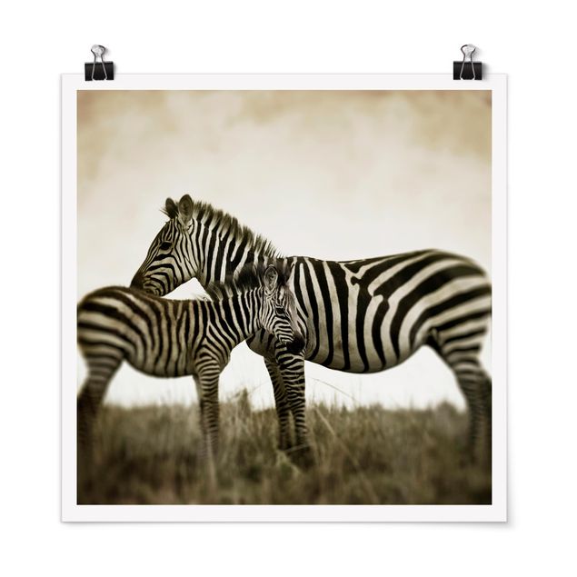 Poster - Zebra Couple