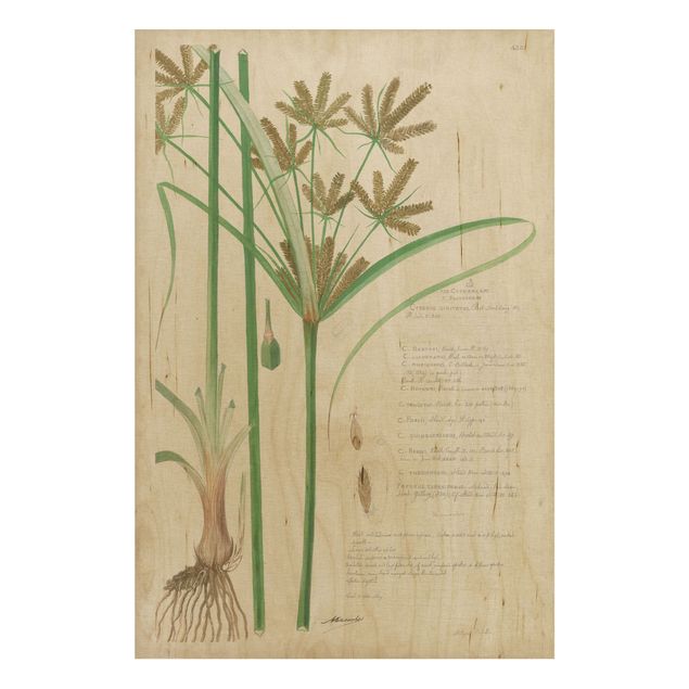 Print on wood - Vintage Botany Drawing Grasses I