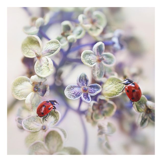 Glass Splashback - Ladybugs In The Garden - Square 1:1