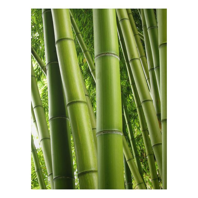 Print on aluminium - Bamboo Trees No.1