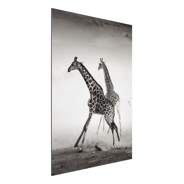 Aluminium dibond Giraffe Hunt