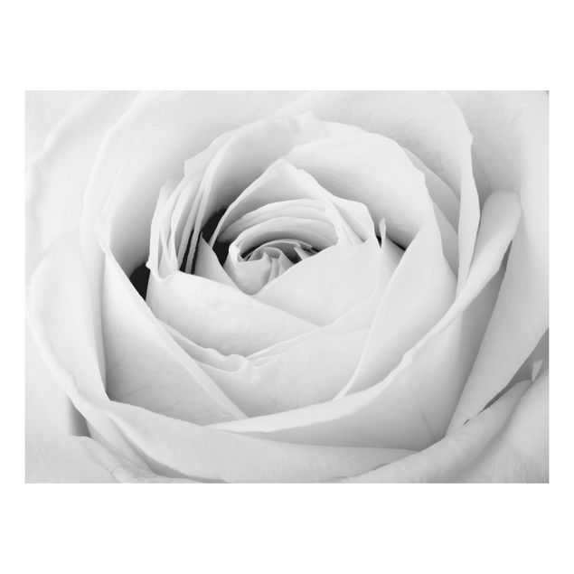 Print on aluminium - Close Up Rose
