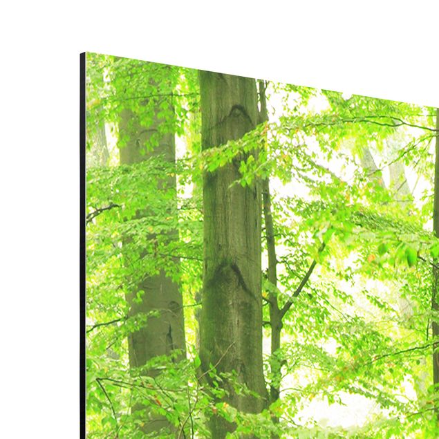 Print on aluminium - Mighty Beech Trees