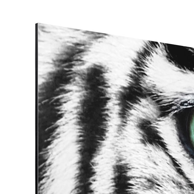 Print on aluminium - White Tiger