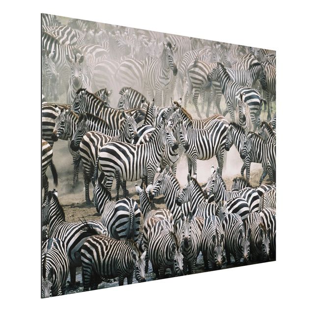 Aluminium dibond Zebra Herd