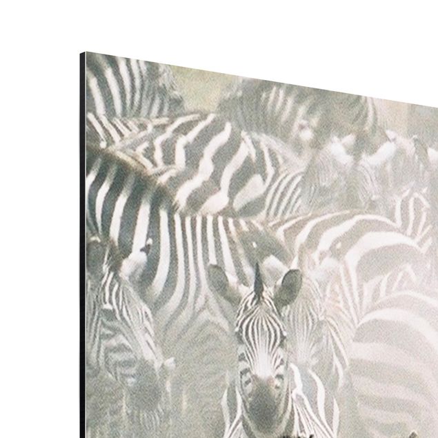 Print on aluminium - Zebra Herd