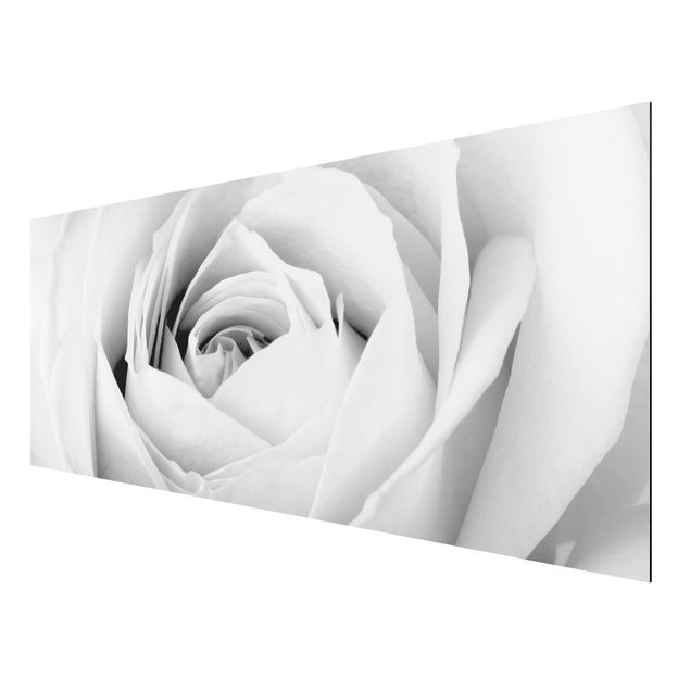 Print on aluminium - Close Up Rose