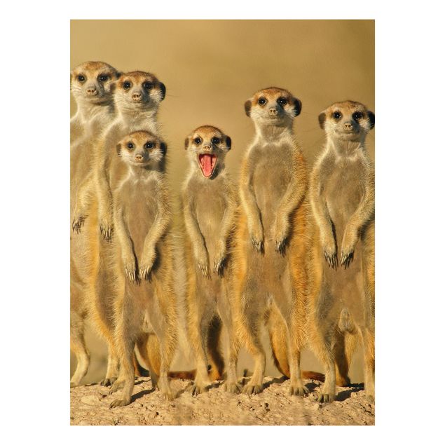 Forex print - Meerkat Family