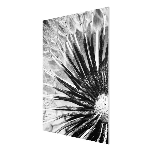 Forex print - Dandelion Black & White