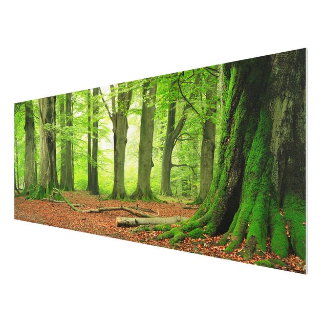 Forex print - Mighty Beech Trees