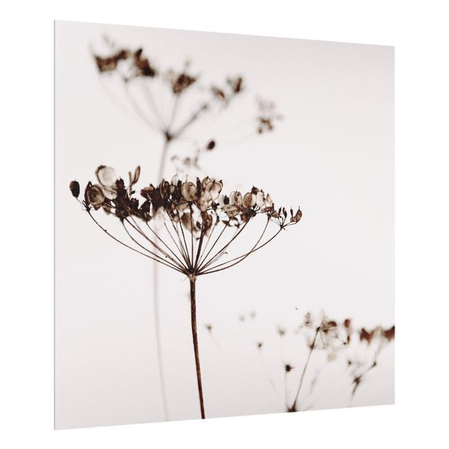 Splashback - Dried Flower And Shadows - Square 1:1